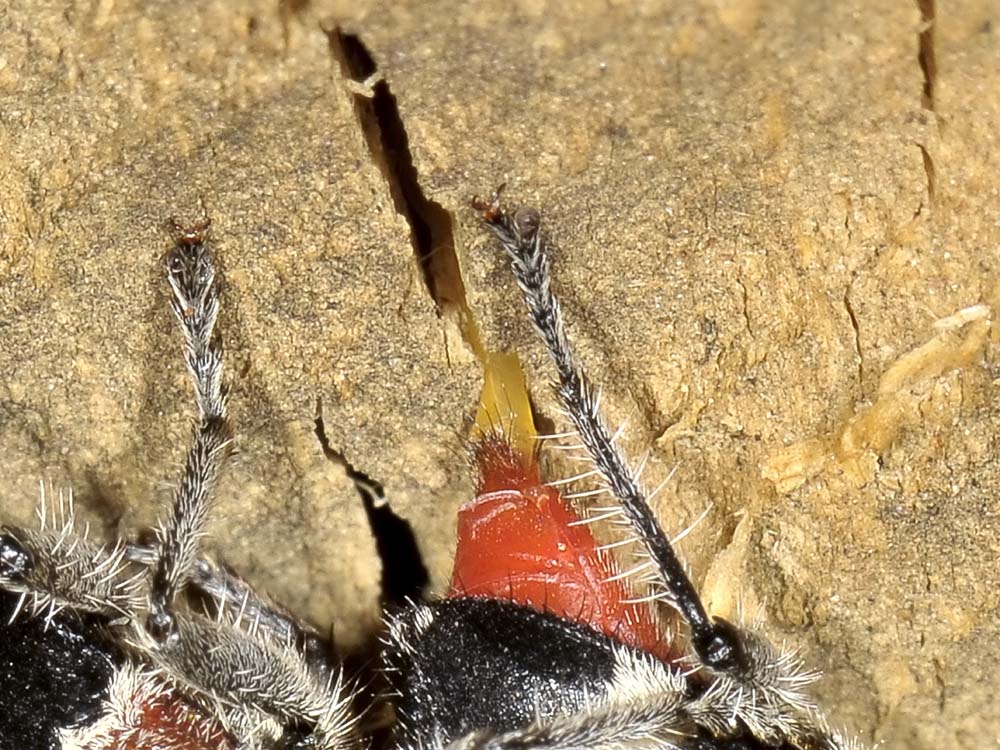 Clerus mutillarius